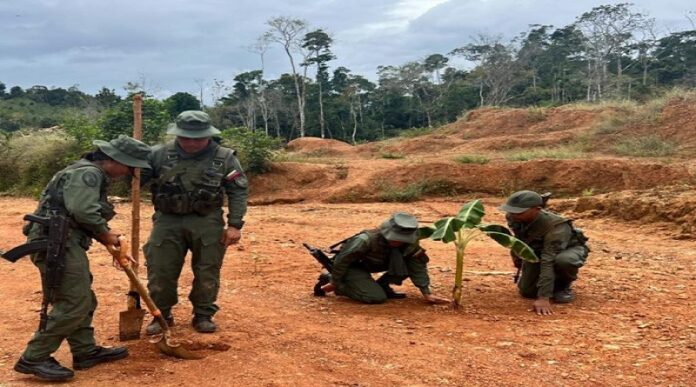 Plan Nacional de Reforestación avanza para preservar el ambiente Plan Nacional de Reforestación avanza para preservar el ambiente