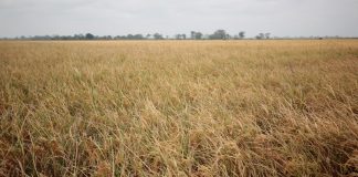 Inicia ciclo de cosecha de verano 2023 en Portuguesa