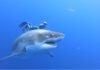 Conoce al tiburón blanco más grande del mundo El tiburón blanco