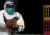 OMS-gripe aviar H3N8-primera muerte-China