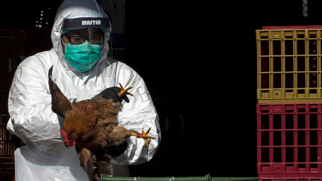 OMS-gripe aviar H3N8-primera muerte-China