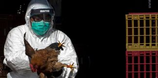 OMS-gripe aviar H3N8-primera muerte-China