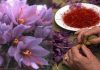 El azafrán