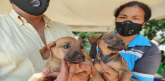 Guacara: Presentan proyecto de ordenanza para la protección animal