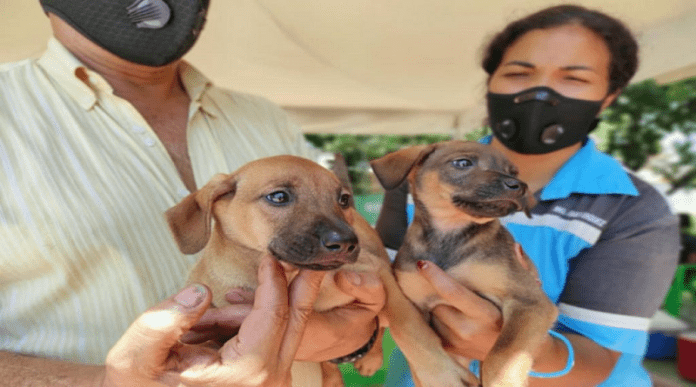 Guacara: Presentan proyecto de ordenanza para la protección animal Guacara: Presentan proyecto de ordenanza para la protección animal