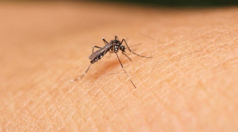 Saliva de mosquito