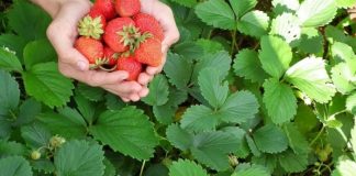 Las fresas