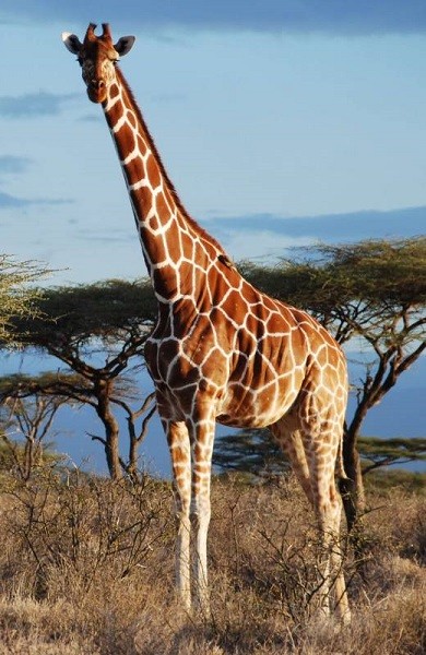 jirafa