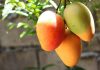 Propiedades nutritivas del mango favorecen la buena salud El mango
