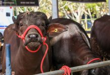 productor de quesos-Venezuela-búfalas