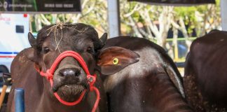 productor de quesos-Venezuela-búfalas