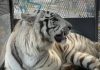 tigres blancos-Sistema Nacional de Zoológicos