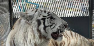 tigres blancos-Sistema Nacional de Zoológicos