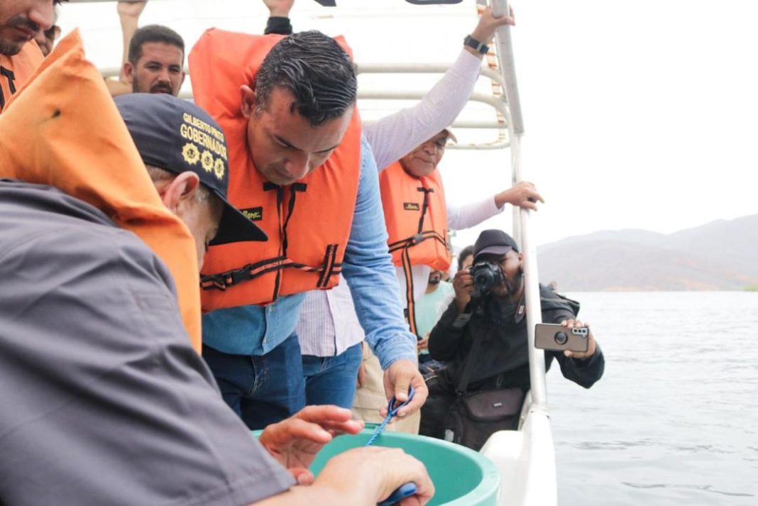 Caballitos de mar-Mochima-IDEA