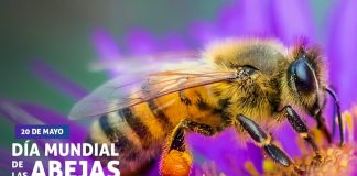 Día Mundial de las Abejas-portada 2
