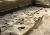 Encuentran huellas humanas de hace 300 mil años en Alemania Huellas humanas