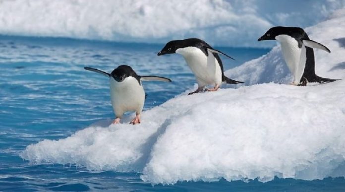 Pingüinos