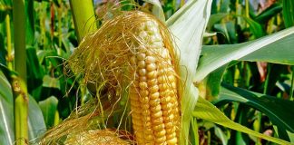 Los pelos de maíz