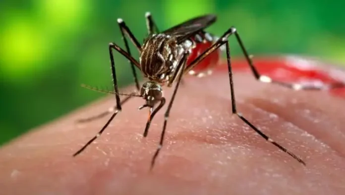 Mosquito Estados Unidos