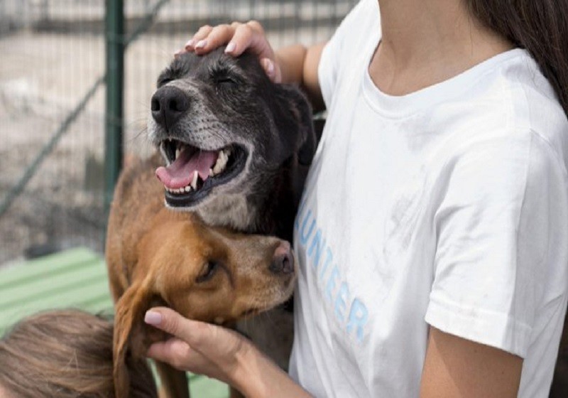 animales Ley para el Trato Digno de los Animales de Compañía