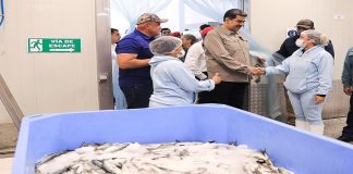 planta conservera de sardinas Camada