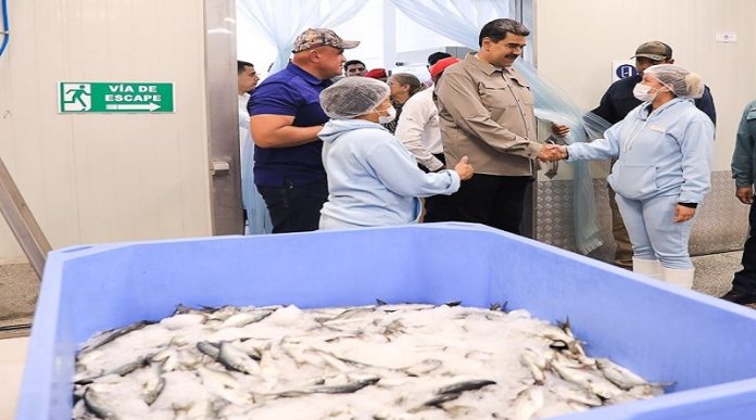 planta conservera de sardinas Camada planta conservera de sardinas Camada