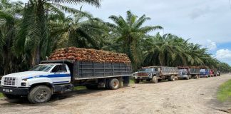 Productores de palma aceitera desarrollan producción con normalidad