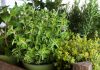 Artrosis: cuatro plantas medicinales para aliviar el dolor y reducir la inflamación artrosis