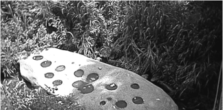 tacariguarupestre.blogspot.com