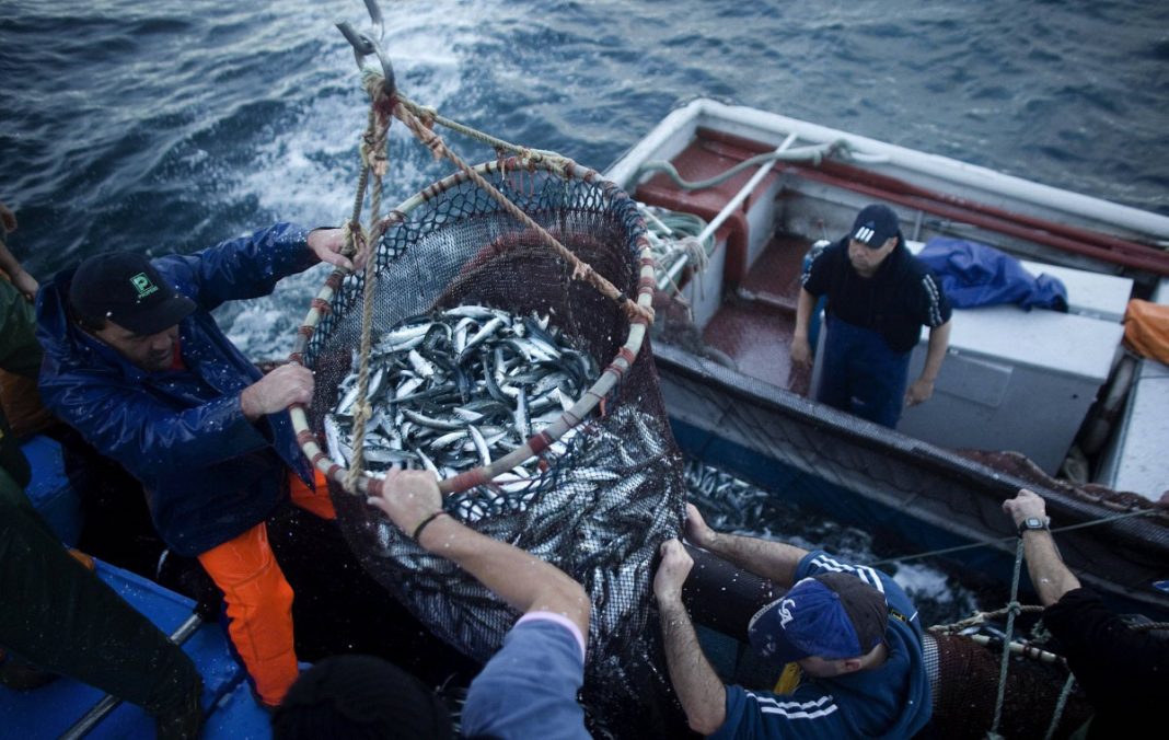 Sector pesquero venezuela
