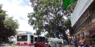 árbol de caoba-av. bolívar-jacinto oliveros-poda