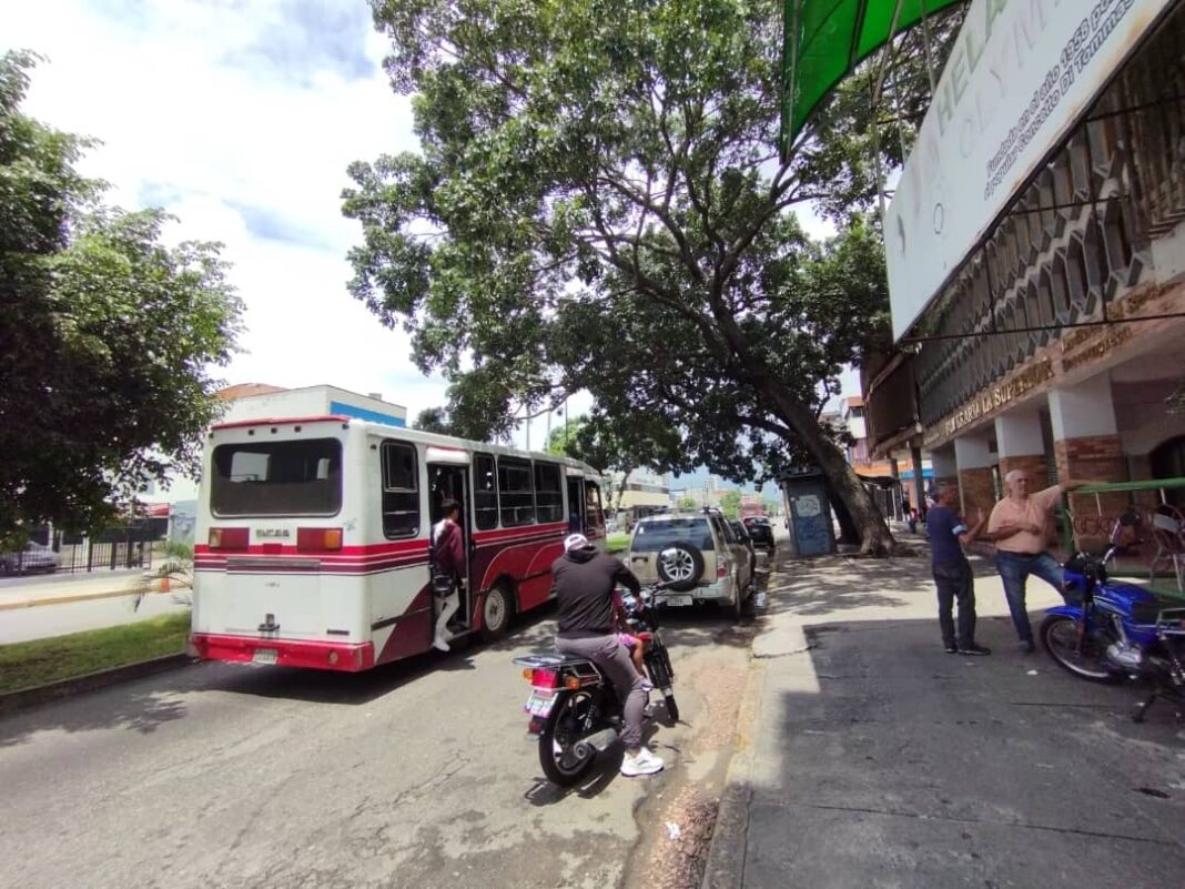 árbol de caoba-av. bolívar-jacinto oliveros-poda árbol de caoba-av. bolívar-jacinto oliveros-poda