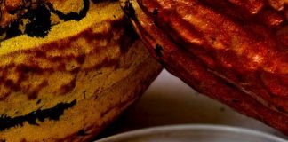 cacao venezolano-Miranda-preservación genética