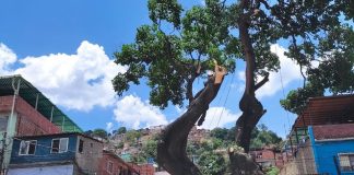 árboles-caracas-poda-ondas tropicales 2