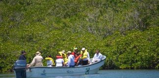 caballitos de mar-liberación-Parque nacional Mochima