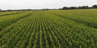 Más de 200 mil hectáreas de cereales