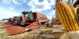 Venezuela siembra 360 mil hectáreas de cereales