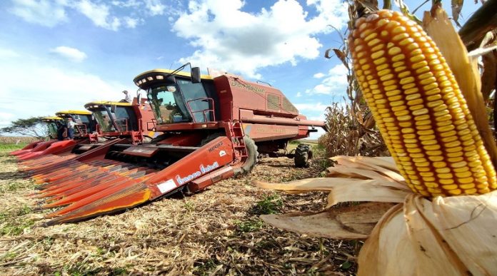 Venezuela siembra 360 mil hectáreas de cereales