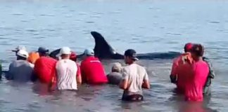 Pescadores de Sucre
