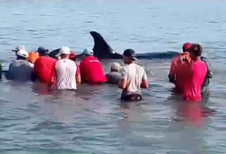 orcas Pescadores de Sucre