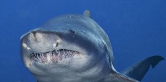 Diente de tiburón «Lamniforme»