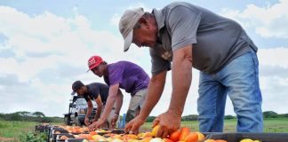 Ciclo Invierno 2023 avanza con más de 250 mil hectáreas de cereales sembradas