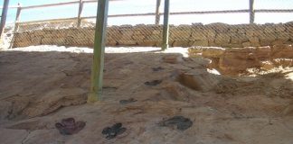 El modo de caminar de los dinosaurios
