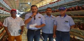 producción avícola