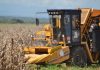 Guárico eleva el rendimiento productivo para garantizar soberanía alimentaria Rendimiento productivo