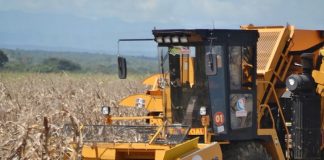 Rendimiento productivo