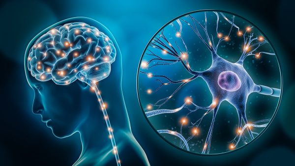 el cerebro-neuronas