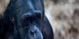 Los chimpancés