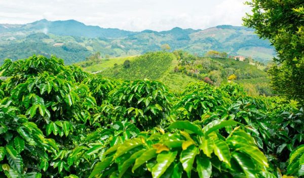 planta-café-cafeto-siembra