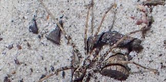 Especies nuevas de arañas cazadoras